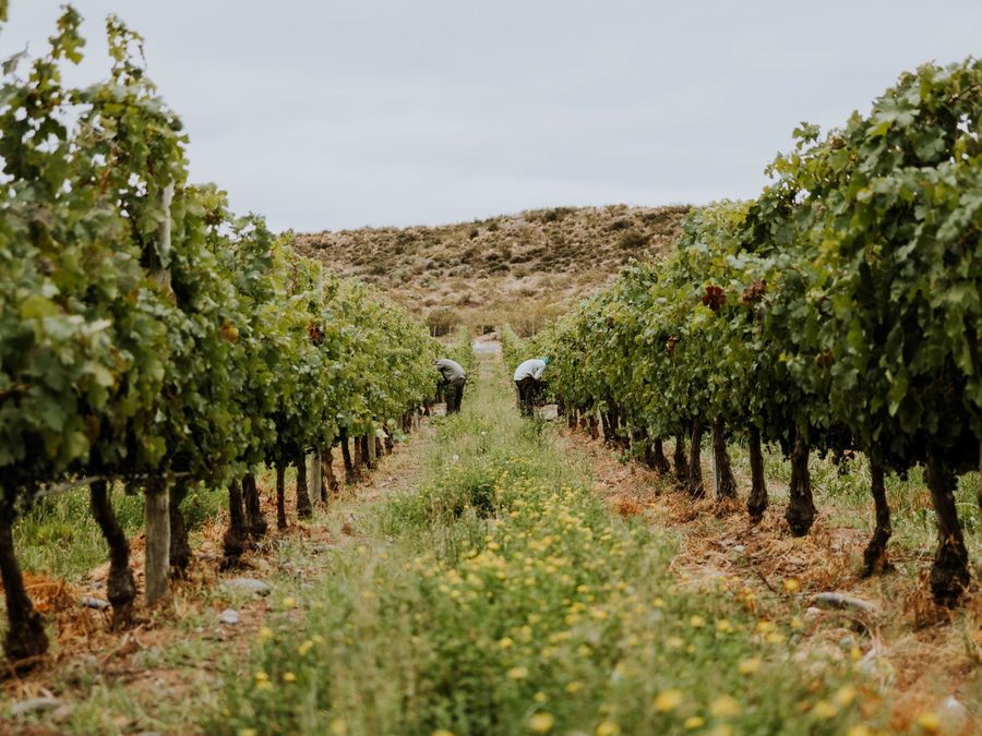 Vinos patagónicos
